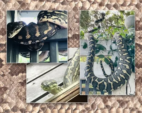 Welcoming the Serpents in My Ceiling: An Evolution from Anxiety to Respect