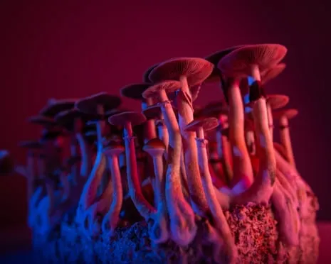 Regarding Substances by Justin Smith-Ruiu: An Intellectual Guide into Psychedelics